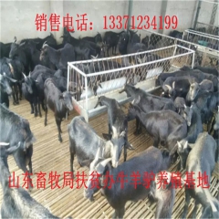醴陵德州驴价格  肉驴品种 新疆驴 华北路 乌头驴肉驴仔
