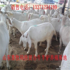 赤壁肉驴苗 新疆驴 华北路 乌头驴肉驴仔