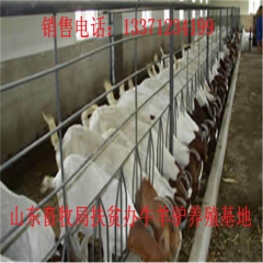 冀州新疆驴育肥 新疆驴 华北路 乌头驴肉驴仔