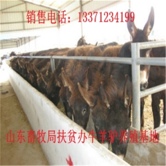 和龙新疆驴育肥 新疆驴 华北路 乌头驴肉驴仔