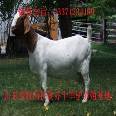 咸宁新疆驴育肥 新疆驴 华北路 乌头驴肉驴仔