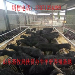 苗族德州驴育肥 新疆驴 华北路 乌头驴肉驴仔