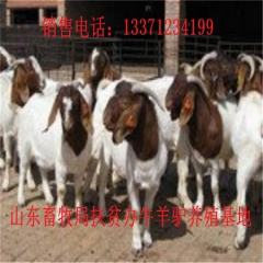乐平肉驴苗价格 新疆驴 华北路 乌头驴肉驴仔