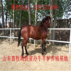 琼海肉驴苗 新疆驴 华北路 乌头驴肉驴仔