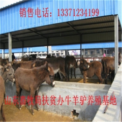 三明肉驴苗价格 新疆驴 华北路 乌头驴肉驴仔