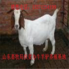塔城德州驴育肥 新疆驴 华北路 乌头驴肉驴仔