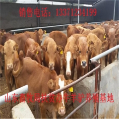 绵竹德州驴育肥 新疆驴 华北路 乌头驴肉驴仔