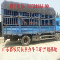 北宁肉驴适合南方养吗 新疆驴 华北路 乌头驴肉驴仔