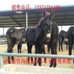 东港肉驴苗 新疆驴 华北路 乌头驴肉驴仔
