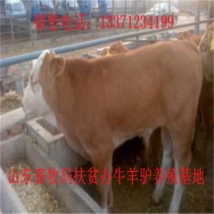 荆门德州驴价格  肉驴品种 新疆驴 华北路 乌头驴肉驴仔