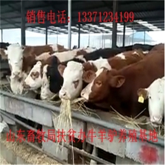 常州肉驴适合南方养吗 新疆驴 华北路 乌头驴肉驴仔