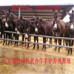 敦化德州驴价格  肉驴品种 新疆驴 华北路 乌头驴肉驴仔