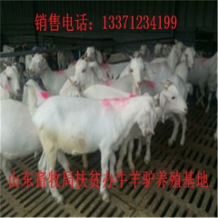 攀枝花新疆驴育肥 新疆驴 华北路 乌头驴肉驴仔