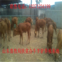 高要肉驴苗价格 新疆驴 华北路 乌头驴肉驴仔