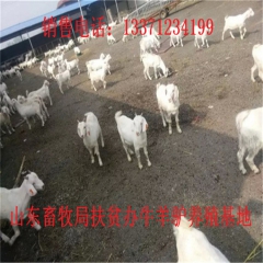 广西德州驴价格  肉驴品种 新疆驴 华北路 乌头驴肉驴仔