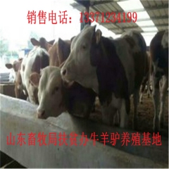 耒阳新疆驴育肥 新疆驴 华北路 乌头驴肉驴仔