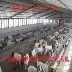 泰州肉驴苗 新疆驴 华北路 乌头驴肉驴仔