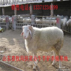 诸暨新疆驴育肥 新疆驴 华北路 乌头驴肉驴仔