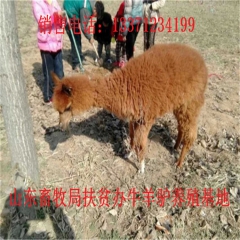 永康德州驴育肥 新疆驴 华北路 乌头驴肉驴仔