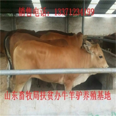 沅江德州驴育肥 新疆驴 华北路 乌头驴肉驴仔