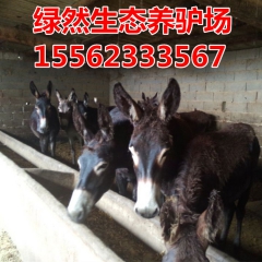 德州驴在南方怎样养殖，佳米驴 广灵驴肉驴价格