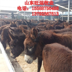 关中驴 旺运育肥肉驴种驴苗 纯种德州驴 乌头驴 三粉驴 佳米...