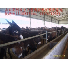 新出栏一批改良肉驴驹、德州驴 乌头驴 三粉驴 佳米驴 肉驴价...