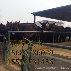 德州驴|关��驴|三粉驴|佳米驴