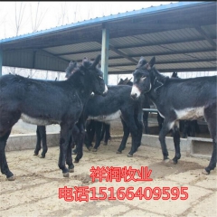 新疆驴 乌头驴驴苗价格，改良肉驴驴苗价格，出售佳米驴 云南驴
