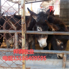 活驴什么价格 肉驴价格 德州驴养殖场出售 佳米驴 乌头驴 三...