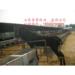 中华老字号 东阿阿胶桃花姬阿胶糕300g