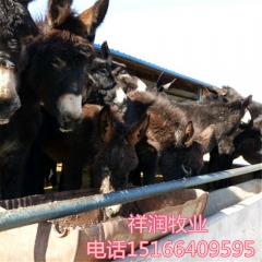 中华老字号 东阿阿胶桃花姬阿胶糕300g