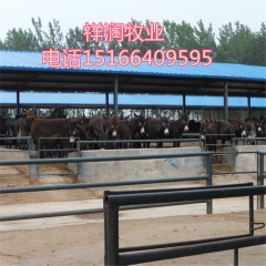 中华老字号 东阿阿胶桃花姬阿胶糕300g