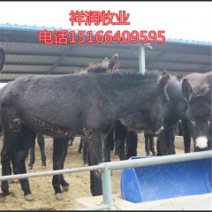 中华老字号 东阿阿胶桃花姬阿胶糕300g