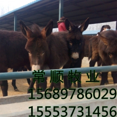 中华老字号 东阿阿胶桃花姬阿胶糕300g