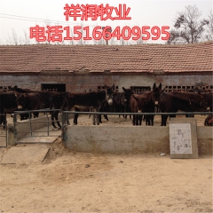 中华老字号 东阿阿胶桃花姬阿胶糕300g