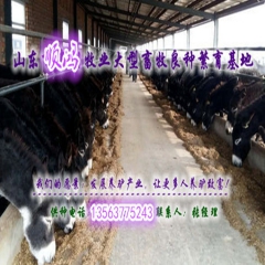 驴 种：德州驴、三粉驴、乌头驴、关中驴、佳米驴、河西驴