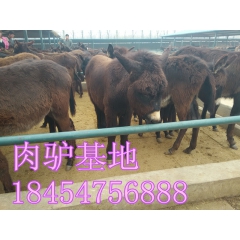 山东肉驴有哪些好的品种：德州驴 佳米驴 乌头驴 三粉驴等