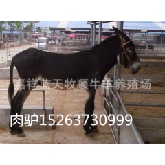优质佳米驴出售，2016年驴的行情怎么样，良种佳米驴