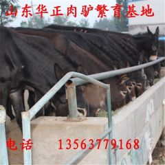 吉林肉驴 张家口肉驴 沧州肉驴 佳米驴