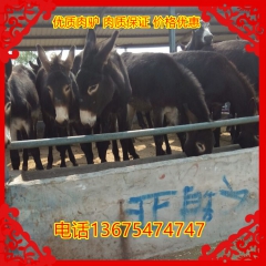 养驴场供应云南驴 佳米驴 乌头驴 价格便宜喽 抓紧抢购在春季