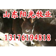 供应山东佳米驴，山东养殖场