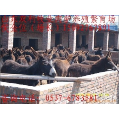 改良育肥肉驴种驴苗 德州驴 乌头驴 三粉驴 关中驴 佳米驴 ...