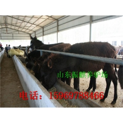 纯种育肥肉驴种驴苗德州驴 乌头驴 三粉驴 佳米驴 关中驴 新...