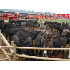 河北肉驴养殖效益分析 乌头驴 佳米驴 毛驴养殖效益 种驴价格