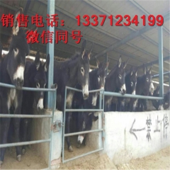 卖优质肉驴到我场  品种齐全  德州驴  华北驴 佳米驴 新...