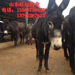 庆阳驴 免费运输到家 乌头驴价格  肉驴养殖场 出售 德州驴