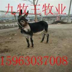 九牧王肉驴养殖场  德州驴  庆阳驴   新疆驴