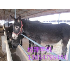 陕西肉驴苗多少钱一只 哪里卖肉驴苗 广灵驴 庆阳驴