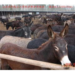常年大量供应优良肉驴 德州驴 乌头驴 庆阳驴 东北驴 新疆驴